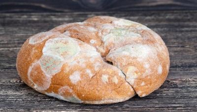 Cosa succede se mangiamo cibi con la muffa?