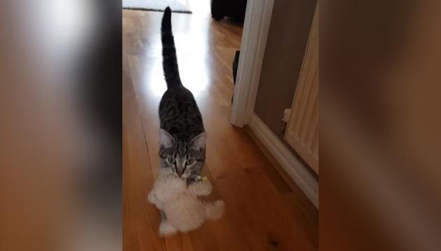Tenero gatto adora il suo orsetto Teddy