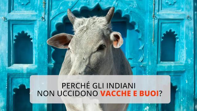 Perché gli indiani non uccidono vacche e buoi?