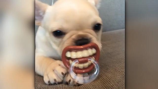 Bulldog o cane dallo spazio profondo? Il video è esilarante