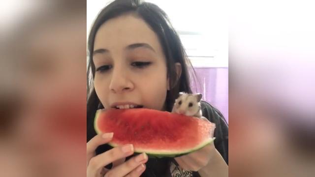 L'anguria è più buona se la mangi con il tuo amico criceto