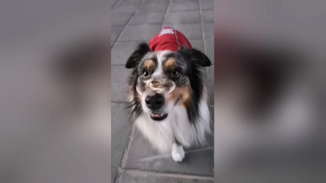 Questo cagnolino è un fenomeno con il fidget spinner