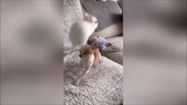 Il coniglio 'salta' il cagnolino: l'inseguimento è tutto da ridere
