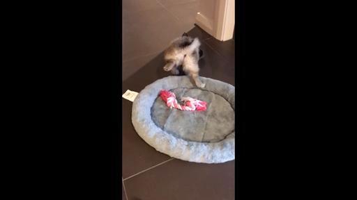 La pappa è così buona che il cucciolo si ribalta