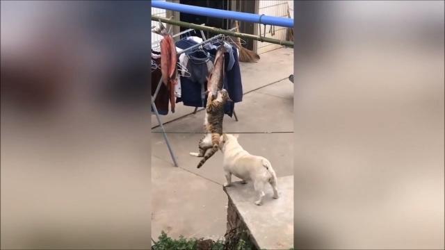 Il cagnolino vuole giocare ma il gattino pensa solo al pesce