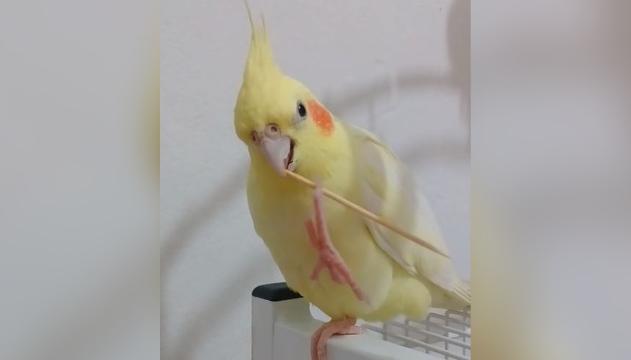 Pappagallo impazzisce per lo stuzzicadenti