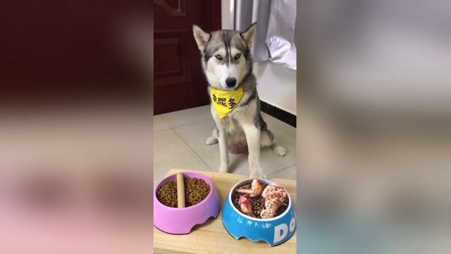 Con il cibo non si scherza: l'espressione dell'husky è impareggiabile