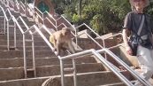 La scimmietta furba ha trovato il modo per scendere le scale