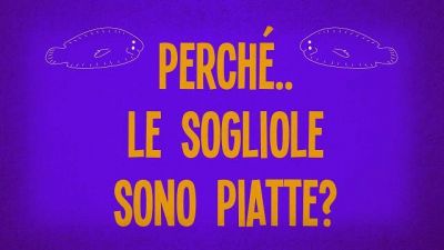 Perché le sogliole sono piatte?