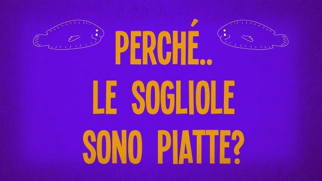 Perché le sogliole sono piatte?