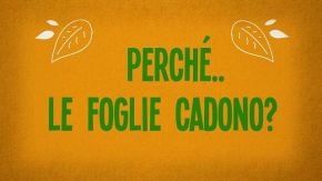 Perché cadono le foglie?