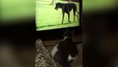 Gatto alla TV, vuole capire come fare amicizia coi cani