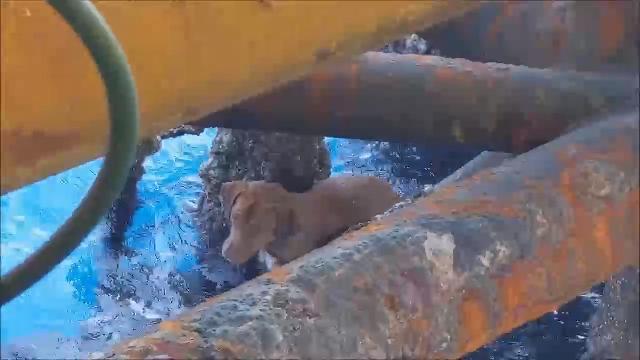 Il commovente salvataggio del cagnolino disperso nell'Oceano