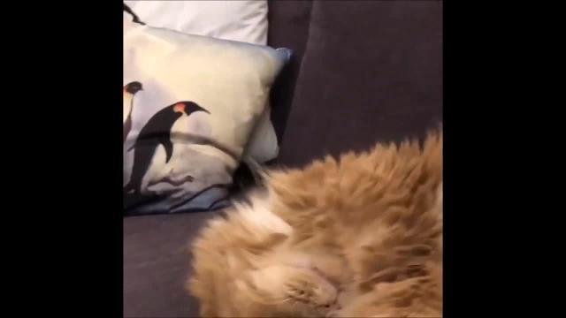 Il gattino si risveglia improvvisamente dall'incubo