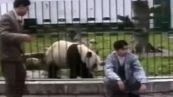 Il panda impazzisce per il giubbotto