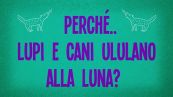 Perché i lupi e cani ululano alla luna?