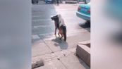 Il cane lupo che aiuta i barboncini a attraversare la strada