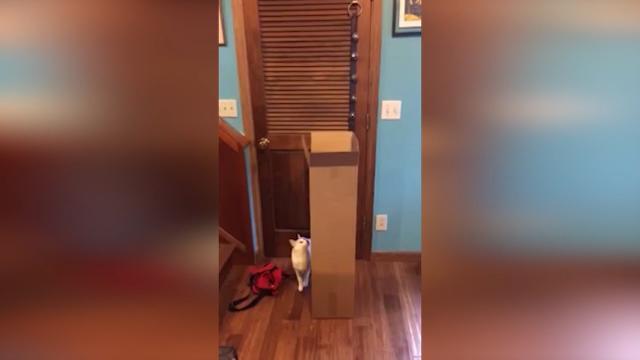 Il gatto "esplosivo" fa spaventare la sorella