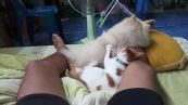Cane e gattino amici per la pelle. Il massaggio è virale