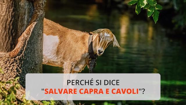 Perché si dice “salvare capra e cavoli”?