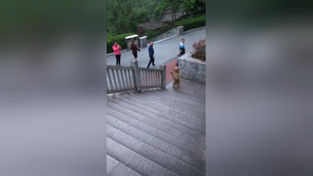 Il Golden Retriever ha talento! Cosa si fa per un abbraccio...