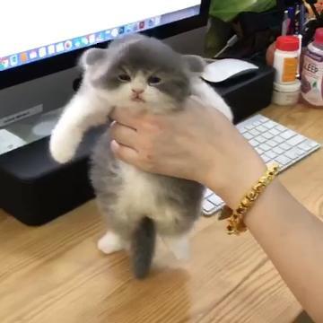 Il tenero gattino si concede un trattamento di bellezza