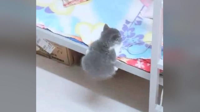 Che fatica arrampicarsi: il tenero gattino ha le zampe troppo corte