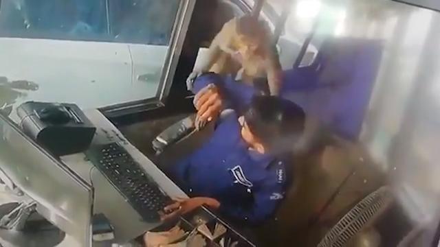 La scimmietta deruba il casellante. Che colpo!