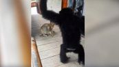La scimmia dispettosa insegue il gatto per giocare, ma ci pensa il Karma
