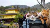 L'account Instagram che mostra il Giappone visto dai gatti