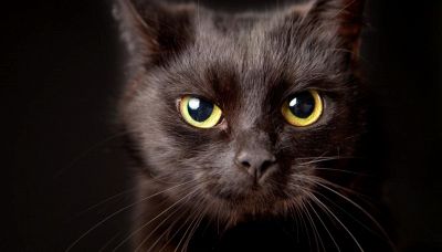 Perché i gatti neri portano sfortuna?