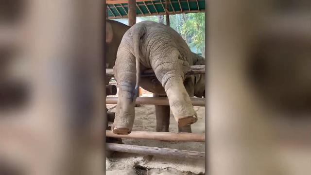 L'elefantino imbranato vi cambia la giornata