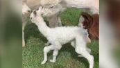 Il cucciolo di alpaca muove i suoi primi passi. Ed è tenerissimo