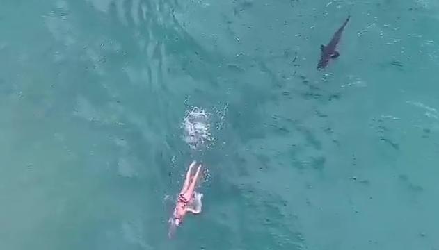 Bagno da brividi: lo squalo segue il nuotatore