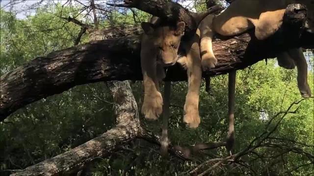 Animali veri o peluche? I leoni che ronfano sono uno spettacolo