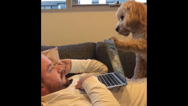 Il tenero cucciolo fa di tutto per avere più attenzioni