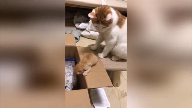 Il gattino è pauroso: ci pensa mamma gatta (impaziente)