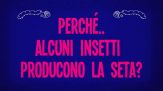 Perché alcuni insetti producono la seta?