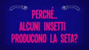 Perché alcuni insetti producono la seta?
