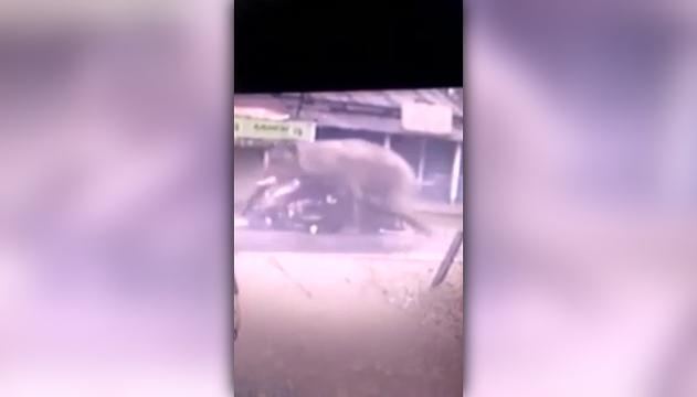 La paurosa aggressione dell'elefante: devastato furgoncino