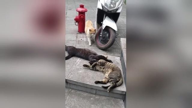 Il gatto geloso scopre la partner con un altro. La reazione è esilarante
