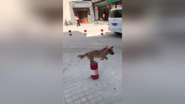 Questo cane che salta sui panettoni vi cambierà la giornata