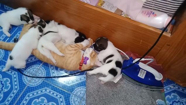 Mamma gatta sommersa dai cuccioli di cane. Che tenerezza