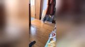 Il buffo balletto del gattino davanti allo specchio