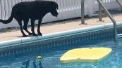 Il cagnolone vuole la pallina, ma non vuole bagnarsi. E trova una soluzione