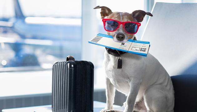 Come portare il cane in aereo