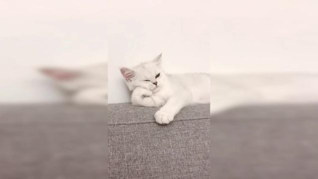 Il gattino pensatore si tiene la testa con la zampetta e sembra una statua