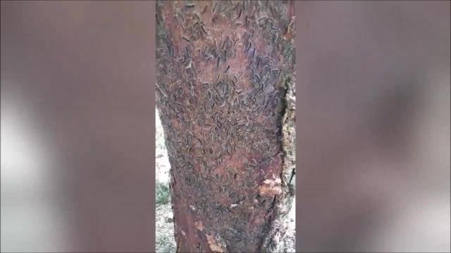 L'impressionante invasione delle locuste a Roma