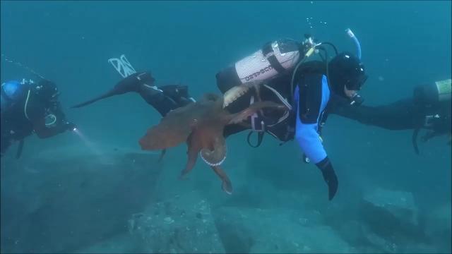 L'assalto del polpo gigante al sub