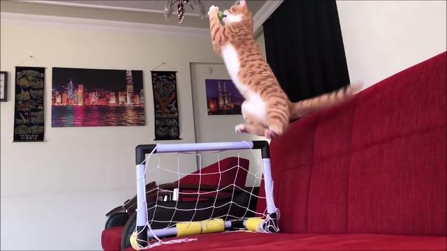 Il gattino portiere è il nuovo fenomeno del web